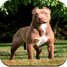 Pitbull Dog Wallpaper HD 아이콘