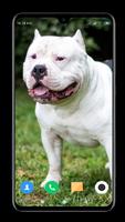 Pitbull Dog Wallpaper HD capture d'écran 1