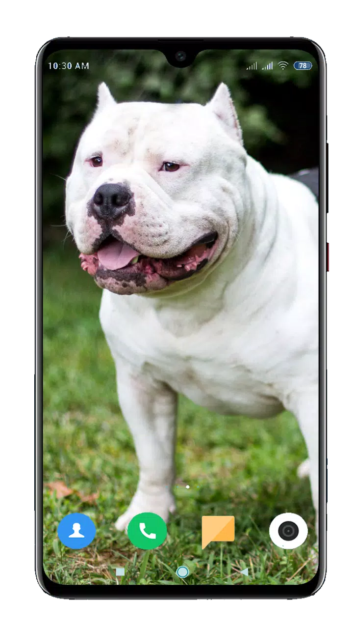Pitbull Dog Wallpaper HD APK for Android Download Pitbull Dog Wallpaper HD APK for Android Download