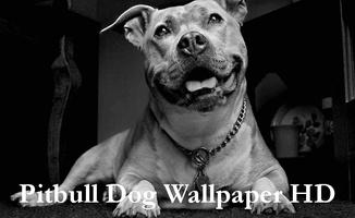 Pitbull Dog Wallpaper HD poster