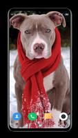 Pitbull Dog Wallpaper HD 스크린샷 2