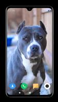 Pitbull Dog Wallpaper HD 스크린샷 3
