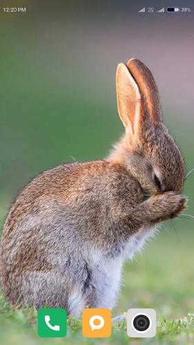Rabbit Wallpaper 4k For Android Apk Download