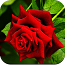 Rose Wallpaper HD aplikacja