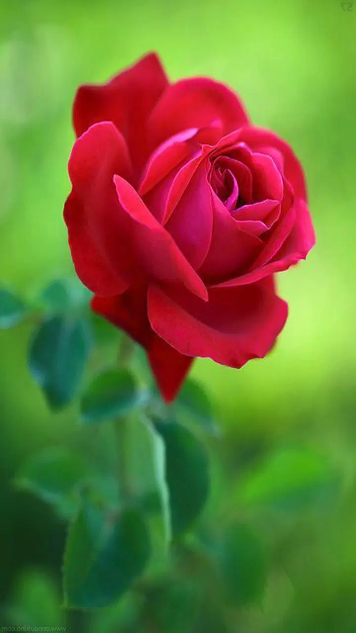 Rose Wallpaper Apk For Android Download