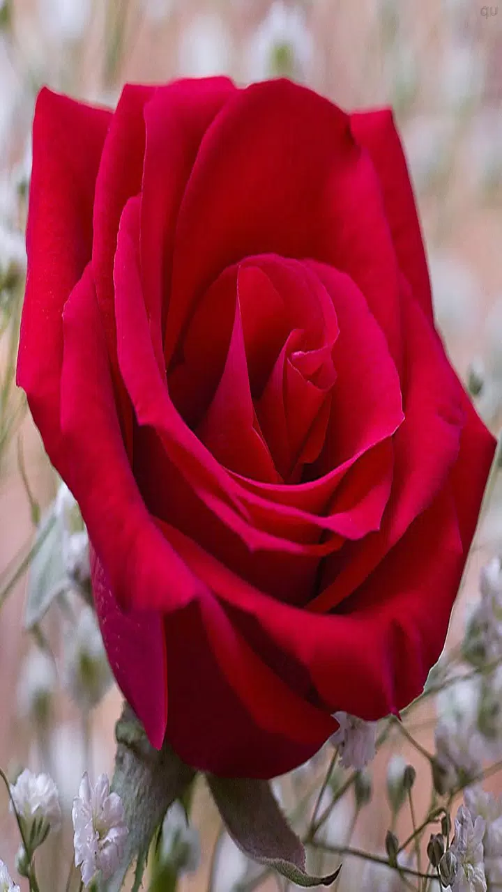 Rose Wallpaper APK for Android Download Rose Wallpaper APK for Android Download