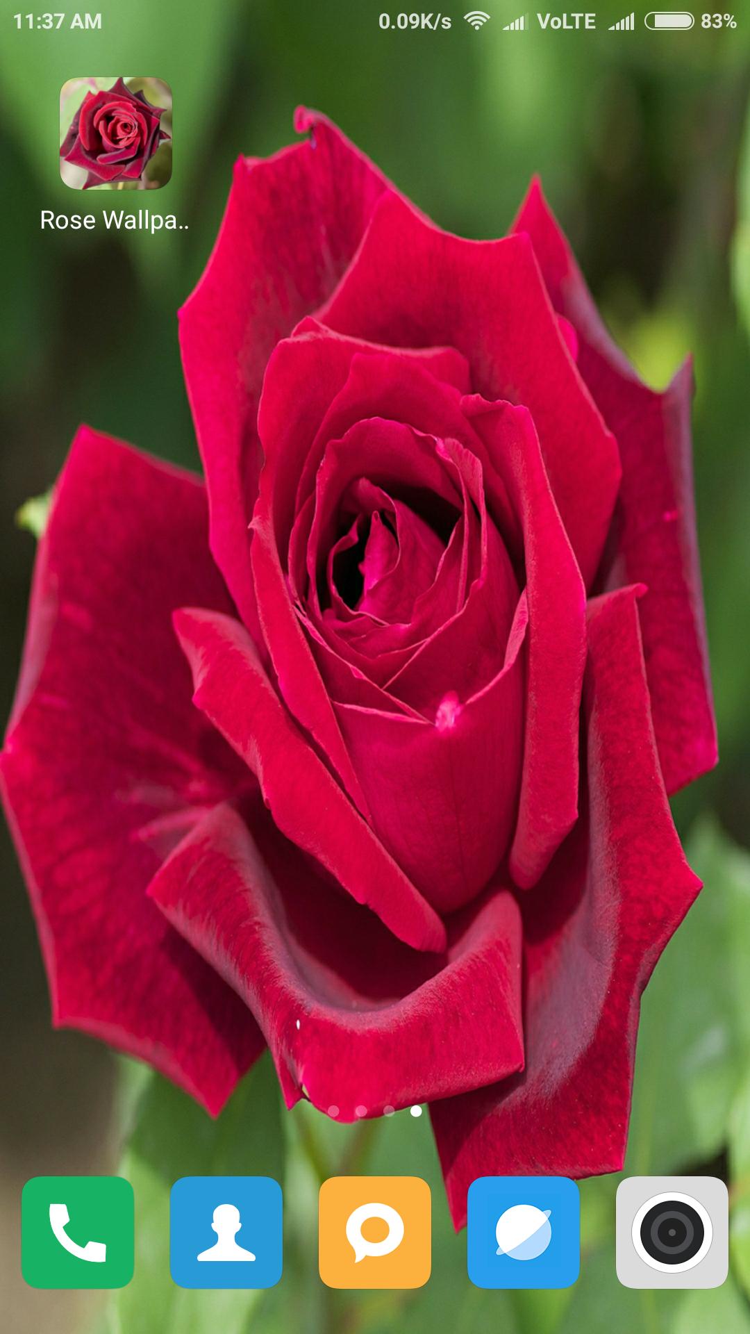 Unduh 2000+ Wallpaper Android Rose HD Terbaru Unduh 2000+ Wallpaper Android Rose HD Terbaru