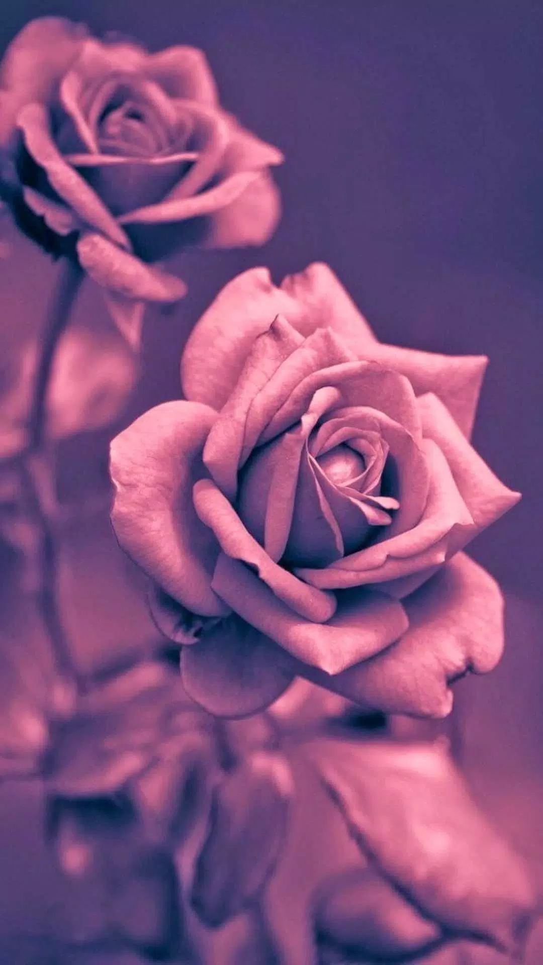 Rose Wallpaper APK for Android Download