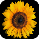 Sunflower Wallpaper 4K aplikacja