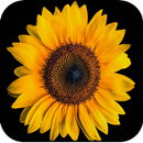 Sunflower Wallpaper 4K APK