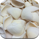 Seashell Wallpaper HD APK