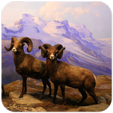 Sheep Wallpaper иконка