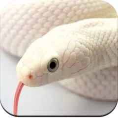 Snake Wallpaper HD APK 下載