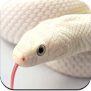 Snake Wallpaper HD APK