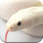 Snake Wallpaper-icoon