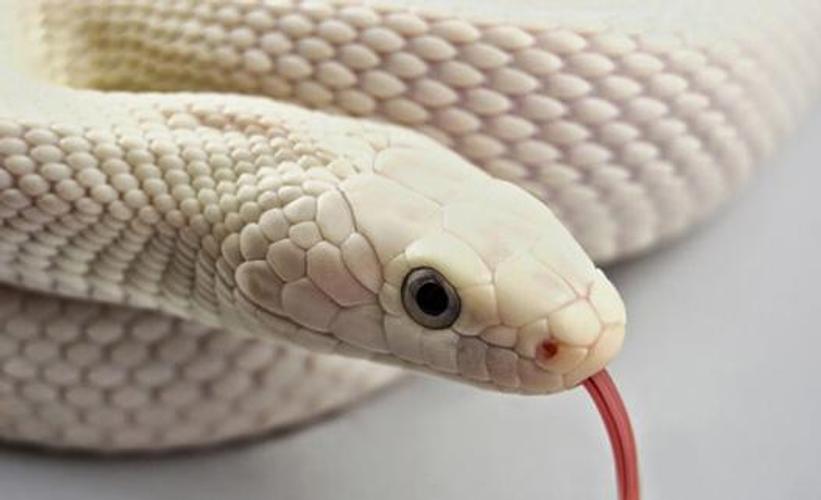 snake wallpaper hd for android apk