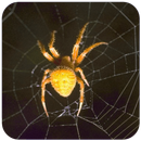 Spider Wallpaper APK