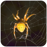 Spider Wallpaper иконка