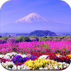 Beautiful Spring Wallpaper  4K 图标