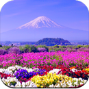 Beautiful Spring Wallpaper  4K APK