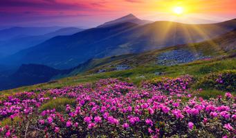 Beautiful Spring Wallpaper  4K Affiche