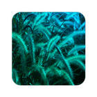 Teal Wallpaper آئیکن