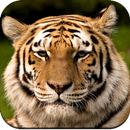 Tiger Wallpaper HD APK