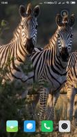 Zebra Wallpaper پوسٹر