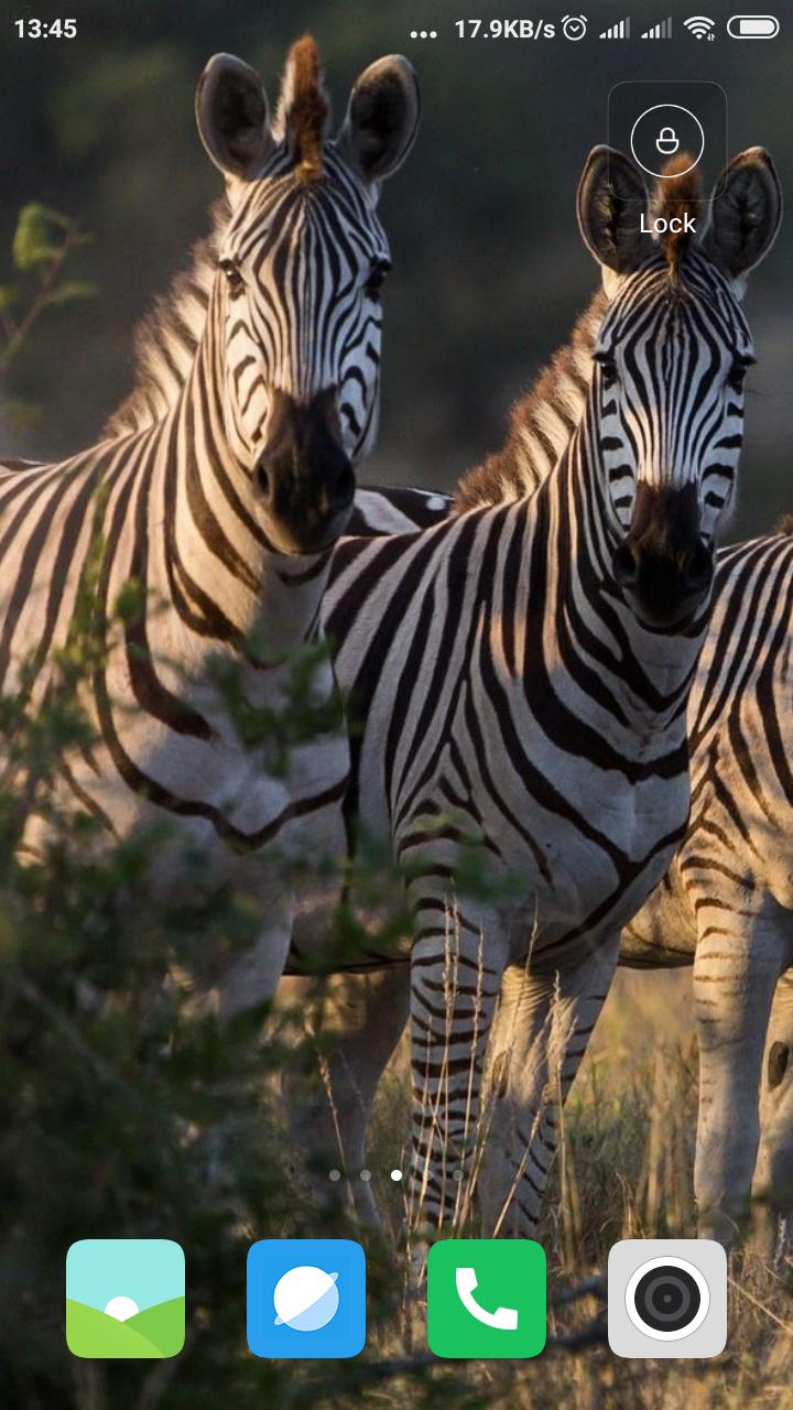 Zebra android Zebra android
