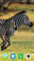 Zebra Wallpaper اسکرین شاٹ 1