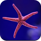 Starfish Wallpaper 4K biểu tượng