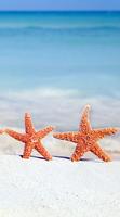 Starfish Wallpaper 4K ảnh chụp màn hình 3