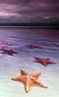 Starfish Wallpaper 4K تصوير الشاشة 1