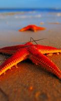 Starfish Wallpaper 4K ảnh chụp màn hình 2