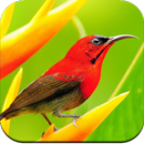 Bird Wallpaper 4K APK