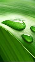 Green Wallpaper स्क्रीनशॉट 2