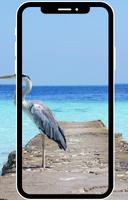 4K Maldive Wallpaper and free HD background theme Affiche