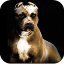 Pitbull Dog Wallpapers HD APK