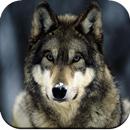 Wolf Wallpaper APK