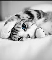 برنامه‌نما Cat Wallpapers عکس از صفحه