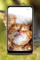 Fofo gatinho wallpaper HD imagem de tela 1