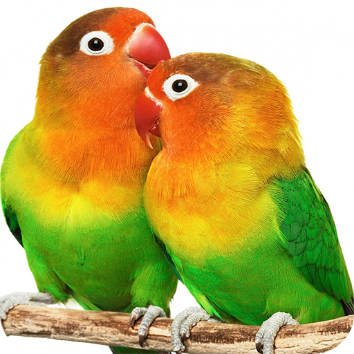 Parrot HD Wallpapers