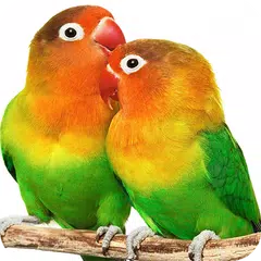 Parrot HD Wallpapers APK download