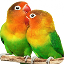 Parrot HD Wallpapers APK