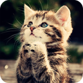 Cute Kitten Wallpaper