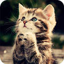 Cute Kitten Wallpaper APK