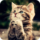 Cute Kitten Wallpaper icon