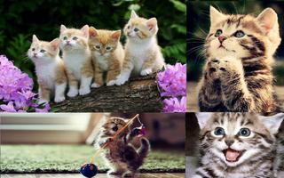 Cute Kitten Wallpaper تصوير الشاشة 3