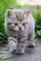 Cute Kitten Wallpaper تصوير الشاشة 1