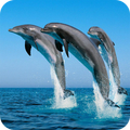 Dolphins Wallpaper